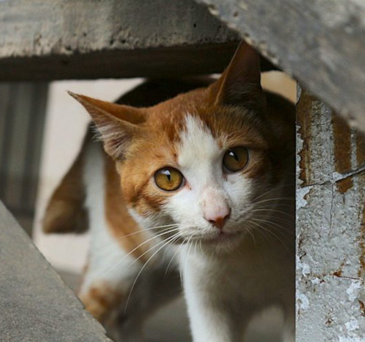 A white and brown female cat